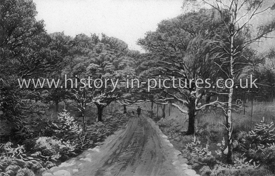 A Wintery Lane in Epping Forest, Essex. c.1907